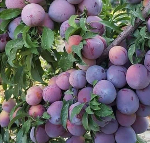 خرید نهال آلو پفکی کالیفرنیا درشت شیرین اب دار بسیار اقتصادی مقاوم به کم ابی و سرما