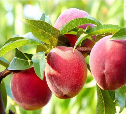 خرید نهال هلو جوادی درشت شیرین اب دار بسیار اقتصادی مقاوم به کم ابی و سرما