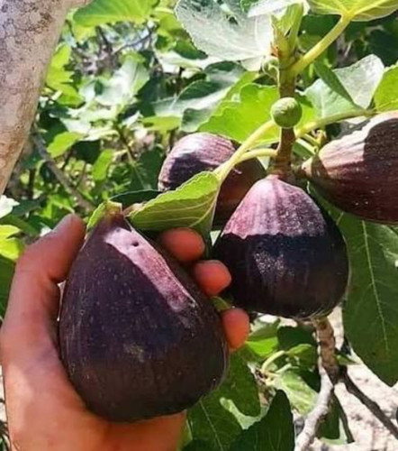 خرید نهال انجیر سیاه درشت شیرین اب دار بسیار اقتصادی مقاوم به کم ابی و سرما