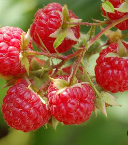 خرید نهال رازبری قرمز درشت شیرین اب دار بسیار اقتصادی مقاوم به کم ابی و سرما