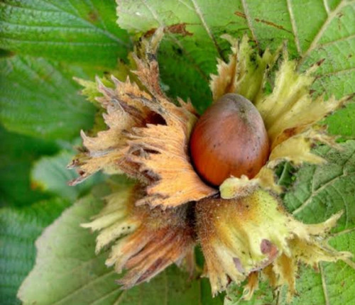 خرید نهال فندق درشت بسیار اقتصادی مقاوم به کم ابی و سرما
