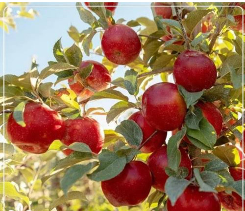 خرید نهال سیب مراغه درشت شیرین اب دار بسیار اقتصادی مقاوم به کم ابی و سرما