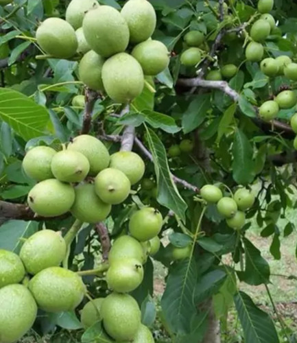 خرید نهال گردو فرنور درشت بسیار اقتصادی مقاوم به کم ابی و سرما