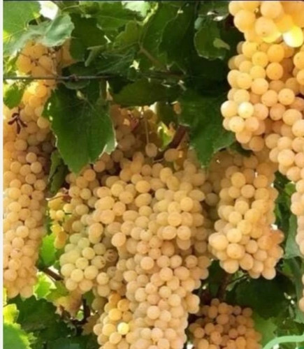 خرید نهال انگور سفید بی دانه درشت شیرین اب دار بسیار اقتصادی مقاوم به کم ابی و سرما