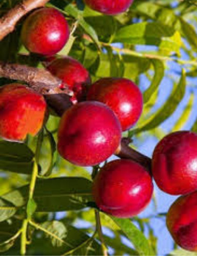 خرید نهال شلیل سان کینگ درشت شیرین اب دار بسیار اقتصادی مقاوم به کم ابی و سرما