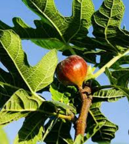 خرید نهال انجیر شیکاگو درشت شیرین اب دار بسیار اقتصادی مقاوم به کم ابی و سرما