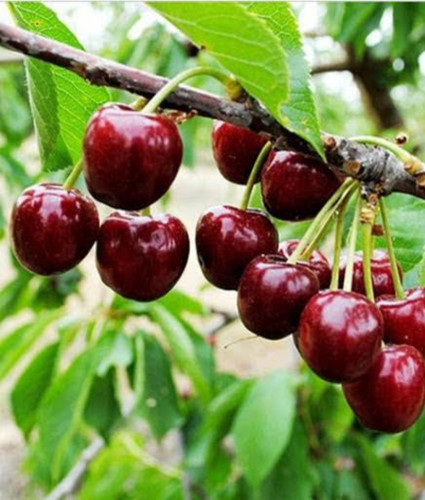 خرید نهال آلبالو قجری درشت شیرین اب دار بسیار اقتصادی مقاوم به کم ابی و سرما