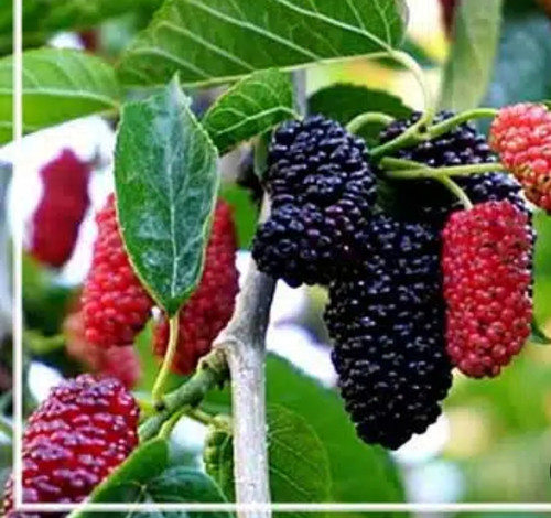 خرید نهال شاه توت شاهانی یک ساله (ریشه پرس) درشت شیرین اب دار بسیار اقتصادی مقاوم به کم ابی و سرما