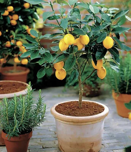 خرید نهال لیمو ترش یوریکا درشت اب دار بسیار اقتصادی مقاوم به کم ابی و سرما