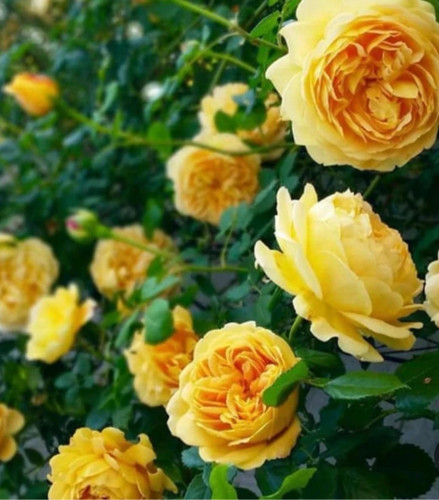 خرید نهال رز زرد هلندی درشت با گلهای بزرگ و زیبا و مقاوم به گرما
