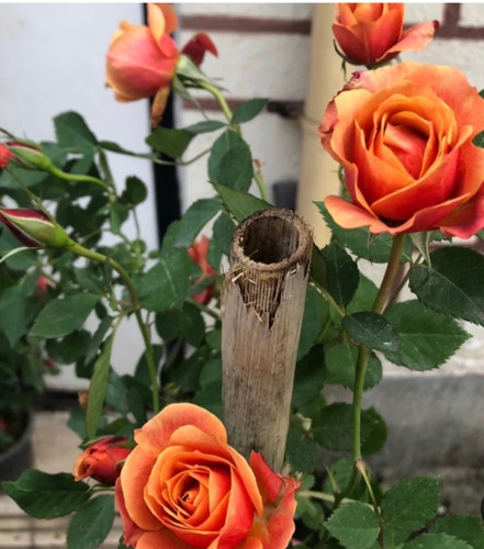 خریدنهال رز نارنجی هلندی با گل های بزرگ و زیبا مقاوم به کم ابی و گرما